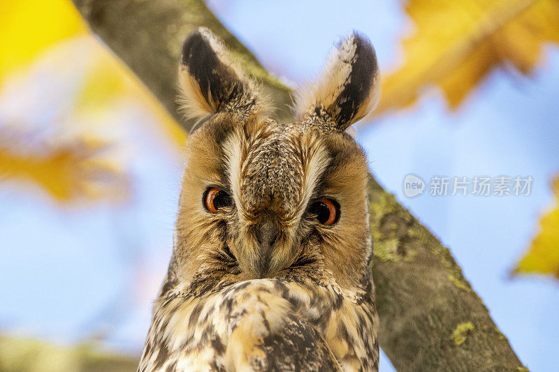 长耳猫头鹰(Asio otus)高高地坐在树上，黄色的叶子凝视着镜头